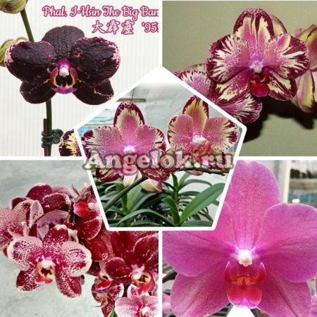 фото Фаленопсис Биг Бенг (Phalaenopsis I-Hsin The Big Bang) Тайвань от магазина магазина орхидей Ангелок