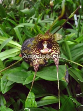 фото Дракула (Dracula andreettae) от магазина магазина орхидей Ангелок