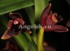 фото Максиллярия (Maxillaria variabilis black) от магазина магазина орхидей Ангелок