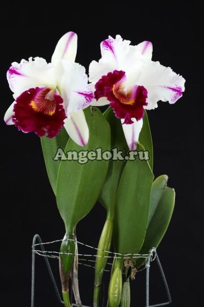 фото Каттлея (Rlc.Kuwale Gem) Тайвань от магазина магазина орхидей Ангелок