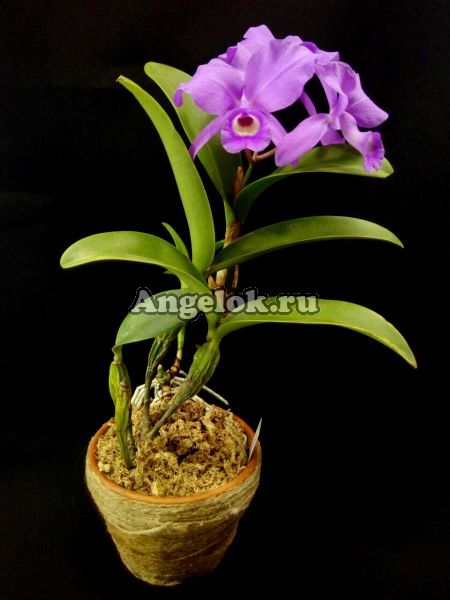 фото Каттлея Скиннера (Cattleya skinneri) Тайвань от магазина магазина орхидей Ангелок