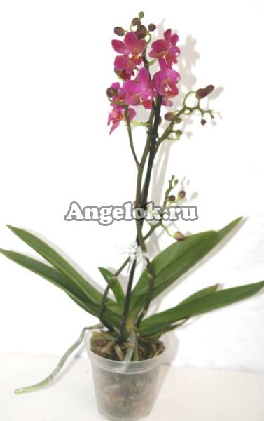 фото Фаленопсис (Phalaenopsis multiflora) ph-04_1 от магазина магазина орхидей Ангелок