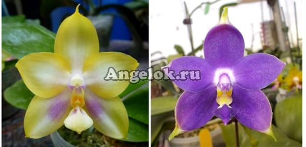 фото Фаленопсис ( P. Zheng Min Muscadine x P. violacea indigo ) Тайвань от магазина магазина орхидей Ангелок