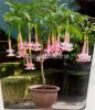 фото Бругмансия (Brugmansia) розовая от магазина магазина орхидей Ангелок