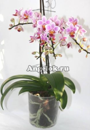 фото Фаленопсис (Phalaenopsis multiflora) ph-52 от магазина магазина орхидей Ангелок