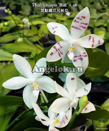 фото Фаленопсис Тетраспис (Phalaenopsis tetraspis × sib) Тайвань от магазина магазина орхидей Ангелок