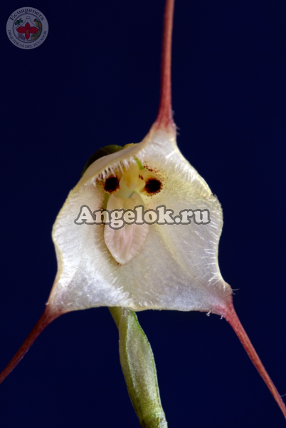 фото Дракула (Dracula rezekiana) от магазина магазина орхидей Ангелок