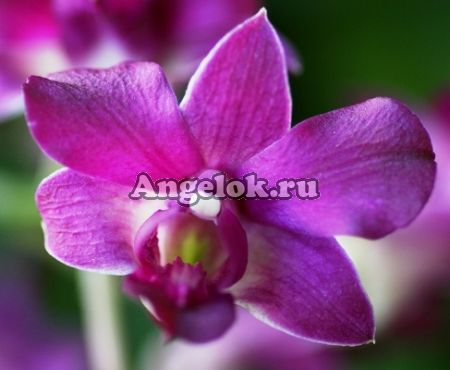 Дендробиум фаленопсис (Dendrobium Phalaenopsis ) d-07