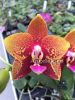фото Фаленопсис Анаконда (Phalaenopsis Zeng Min Anaconda) детка от магазина магазина орхидей Ангелок