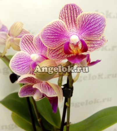 фото Фаленопсис (Phalaenopsis Spring) от магазина магазина орхидей Ангелок