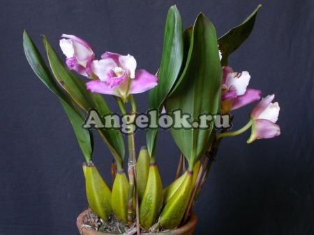 фото Бифренария Гариссона (Bifrenaria harrisoniae) от магазина магазина орхидей Ангелок