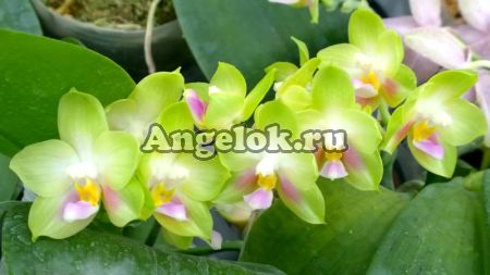 фото Фаленопсис (Phalaenopsis Joy Spring Canary ‘Yaphon’) от магазина магазина орхидей Ангелок