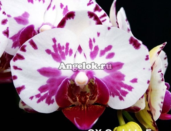 фото Фаленопсис (P.OX Madonna) Тайвань от магазина магазина орхидей Ангелок