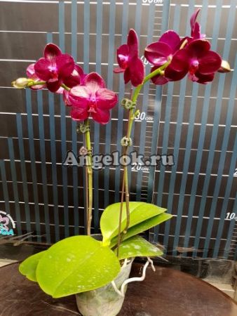 фото Фаленопсис Сого Релекс ароматный (P. Sogo Relex 'SOGO F1671') Тайвань от магазина магазина орхидей Ангелок