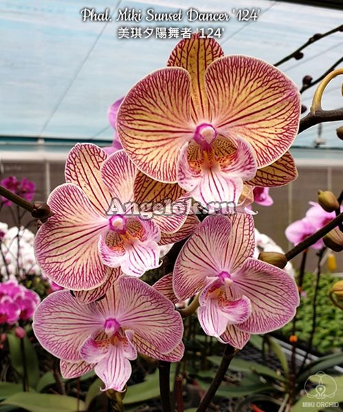 фото Фаленопсис (Phalaenopsis Miki Sunset Dancer '124') Тайвань от магазина магазина орхидей Ангелок