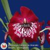 фото Мильтония (Miltoniopsis Catalina de Alvarado) от магазина магазина орхидей Ангелок