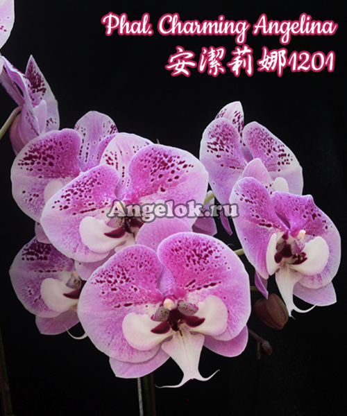 фото Фаленопсис Биг Лип (Phalaenopsis Charming Angelina) Тайвань от магазина магазина орхидей Ангелок