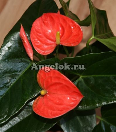 фото Антуриум Андрэ Миссури (Anthurium Andreanum Missouri) оранжевый от магазина магазина орхидей Ангелок