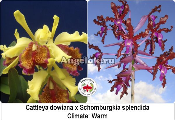 фото Каттлея (Cattleya dowiana x Schomburgkia splendida) от магазина магазина орхидей Ангелок
