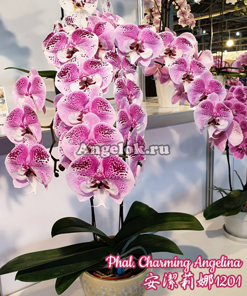 фото Фаленопсис Биг Лип (Phalaenopsis Charming Angelina) Тайвань от магазина магазина орхидей Ангелок