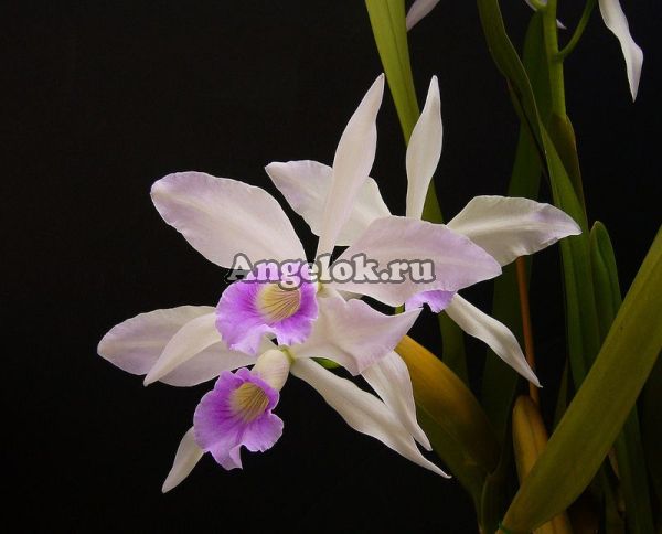 фото Каттлея (L.purpurata v.russelliana) Тайвань от магазина магазина орхидей Ангелок
