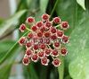 Хойя изящная (Hoya gracilis)