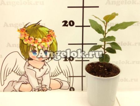 фото Лавр благородный (Laurus nobilis) от магазина магазина орхидей Ангелок