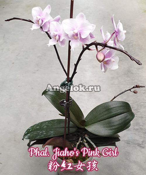 фото Фаленопсис (Phalaenopsis Jiaho's Pink Girl) Тайвань от магазина магазина орхидей Ангелок