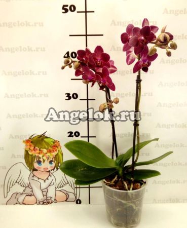 Фаленопсис (Phalaenopsis Red Lion)