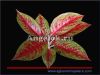фото Аглаонема (Aglaonema Lai namtong) от магазина магазина орхидей Ангелок