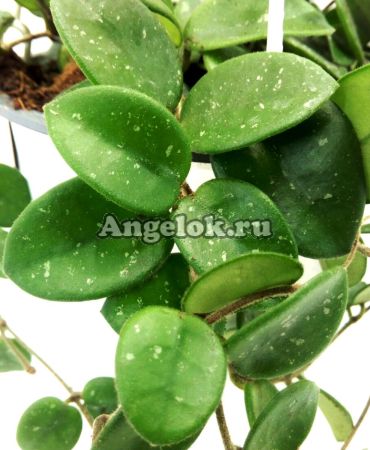 фото Хойя Матильда (Hoya cv. Mathilde) черенок от магазина магазина орхидей Ангелок