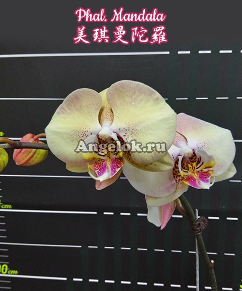 фото Фаленопсис Мандала (Phalaenopsis Mandala) Тайвань от магазина магазина орхидей Ангелок