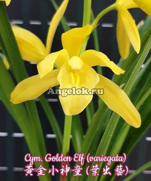 фото Цимбидиум (Cym. Golden Elf (variegata) Тайвань от магазина магазина орхидей Ангелок