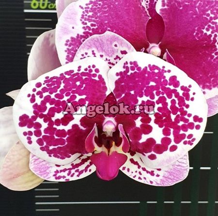 фото Фаленопсис (Phalaenopsis Miki White Peach '89') от магазина магазина орхидей Ангелок