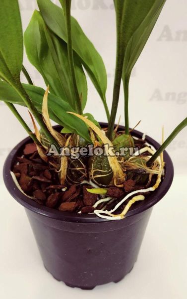 фото Стангопея тигровая (Stanhopea tigrina) от магазина магазина орхидей Ангелок