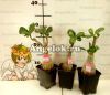 Адениум (Adenium obesum Pheom sub)
