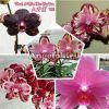 фото Фаленопсис Биг Бенг (Phalaenopsis I-Hsin The Big Bang) Тайвань от магазина магазина орхидей Ангелок