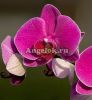 Фаленопсис (Phalaenopsis ) ph-18