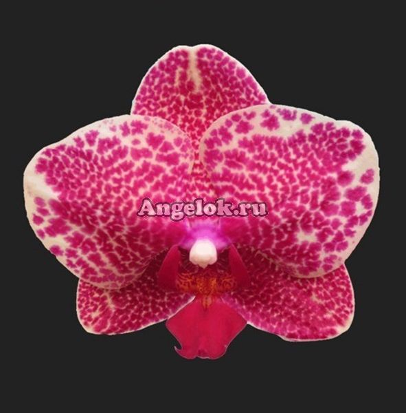 фото Фаленопсис (Phalaenopsis Dragon Tree Mark's 'Maroon Oriole') от магазина магазина орхидей Ангелок