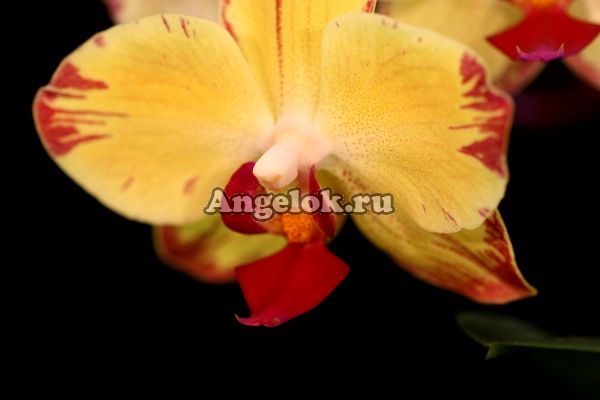 фото Фаленопсис Попугай (Phalaenopsis Papagayo) от магазина магазина орхидей Ангелок