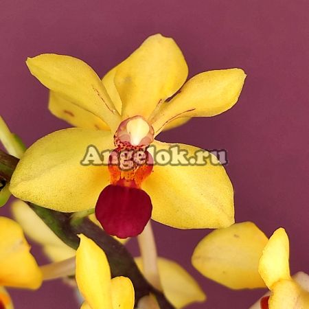 фото Вандопсис (Vdnps. Yih-Cheng Amanda) Тайвань от магазина магазина орхидей Ангелок