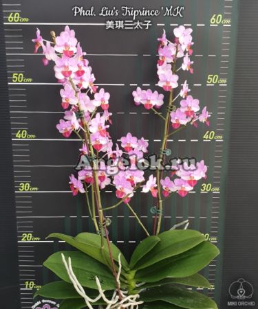 фото Фаленопсис (Phalaenopsis Liu's Triprince 'MK') Тайвань от магазина магазина орхидей Ангелок