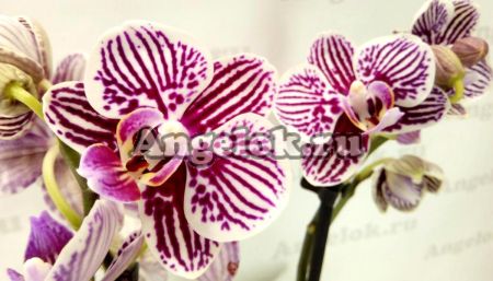 фото Фаленопсис Литл Зебра (Phalaenopsis Little Zebra) от магазина магазина орхидей Ангелок