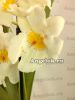 фото Мильтония (Miltonia White Summer) от магазина магазина орхидей Ангелок