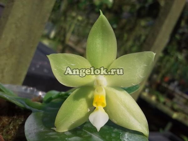 фото Фаленопсис Виолацея (P. Yaphon Evergreen × violacea v.indigo) Тайвань от магазина магазина орхидей Ангелок