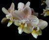 фото Фаленопсис Парфюмерная фабрика (Phalaenopsis Scention) от магазина магазина орхидей Ангелок