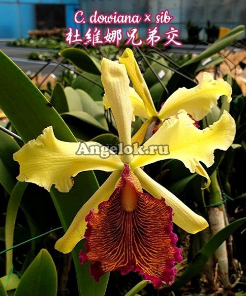 фото Каттлея Довиана (C. dowiana × sib) Тайвань от магазина магазина орхидей Ангелок
