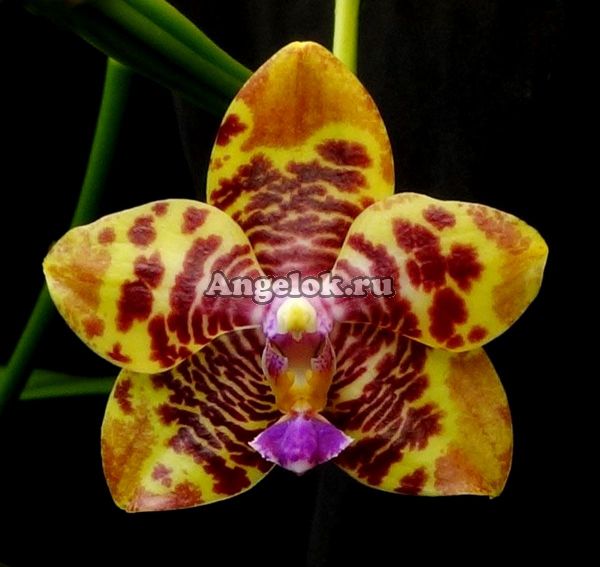 фото Фаленопсис Тина Анаконда (Phalaenopsis Joy Spring Tina Anaconda) от магазина магазина орхидей Ангелок