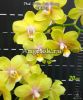 Фаленопсис (Phalaenopsis I-Hsin Cutie Honey) Тайвань