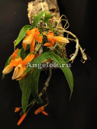 фото Дендробиум Уникальный (Dendrobium unicum) от магазина магазина орхидей Ангелок